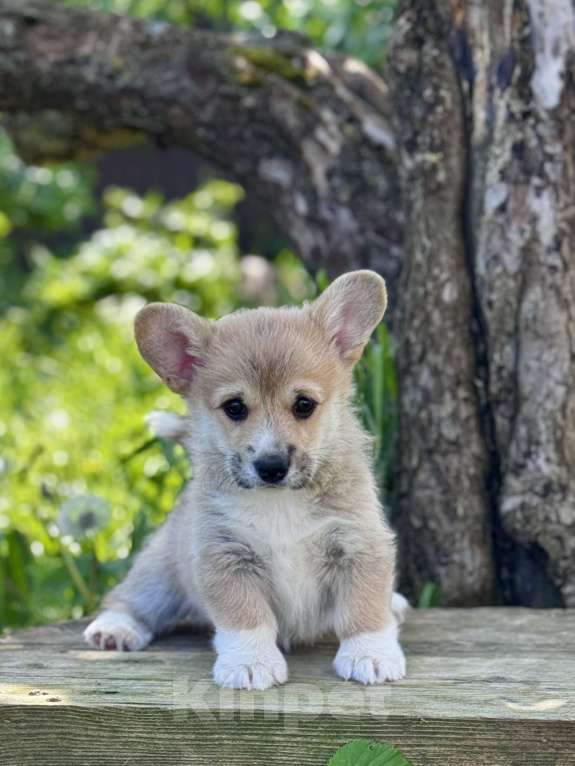 Собаки в Санкт-Петербурге: Вельш корги девочка Девочка, 45 000 руб. - фото 2