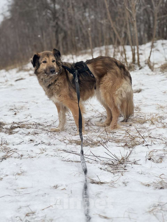 Собаки в Москве: Сима - пушинка Девочка, Бесплатно - фото 5