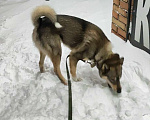 Собаки в Шахте: Пропала Лайка Мальчик, Бесплатно - фото 1