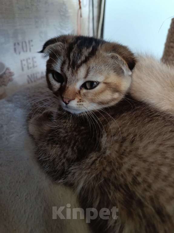 Кошки в Екатеринбурге: Вислоухий мальчик окраса ny25 Мальчик, 13 000 руб. - фото 6