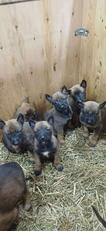 Собаки в других городах Калининградской области: Продам щенков бельгийской овчарки (маленуа) Мальчик, 20 000 руб. - фото 3