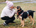 Собаки в Москве: Молли ищет дом и человека, с которым будет делить каждое счастливое мгновение! Девочка, Бесплатно - фото 8