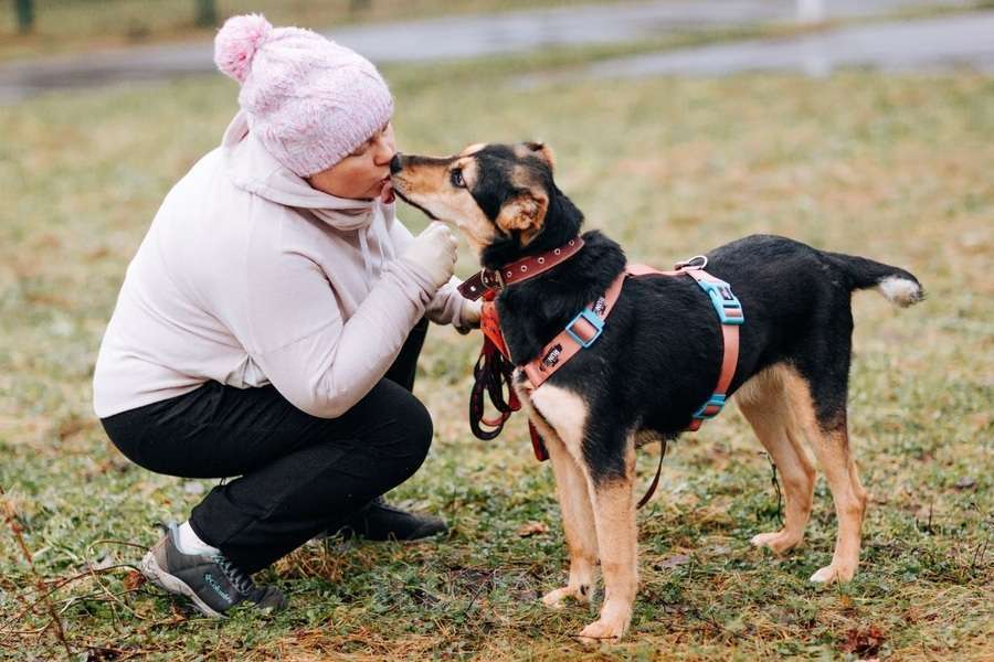 Собаки в Москве: Молли ищет дом и человека, с которым будет делить каждое счастливое мгновение! Девочка, Бесплатно - фото 8