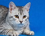 Кошки в Москве: Котенок Джонни ищет дом Мальчик, Бесплатно - фото 3