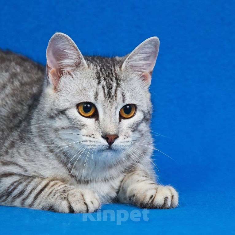 Кошки в Москве: Котенок Джонни ищет дом Мальчик, Бесплатно - фото 3