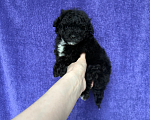 Собаки в Москве: Пудель мальчик Мальчик, 30 000 руб. - фото 1