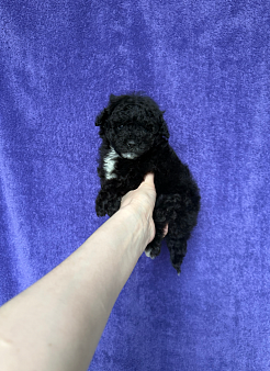 Пудель мальчик