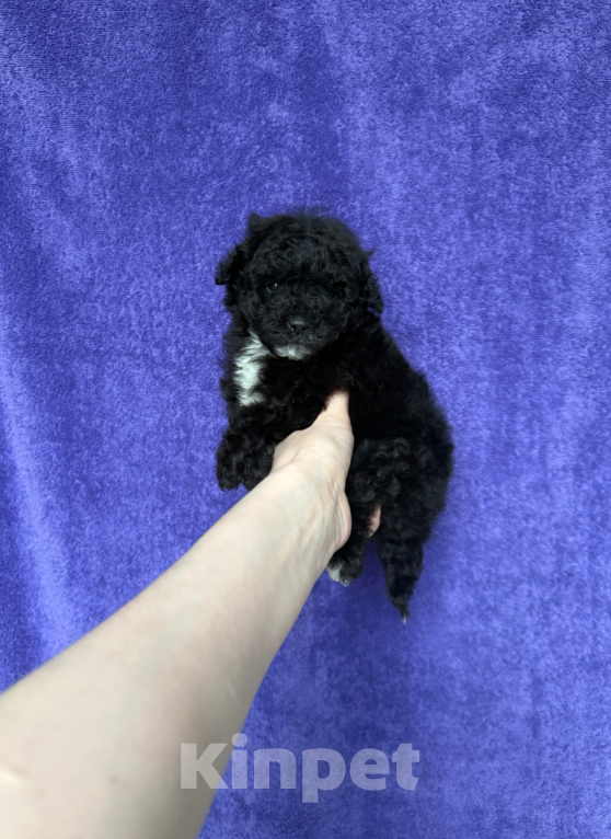 Собаки в Москве: Пудель мальчик Мальчик, 30 000 руб. - фото 1