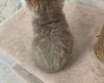 Кошки в Уфе: Шотландская кошечка  Девочка, 8 000 руб. - фото 2