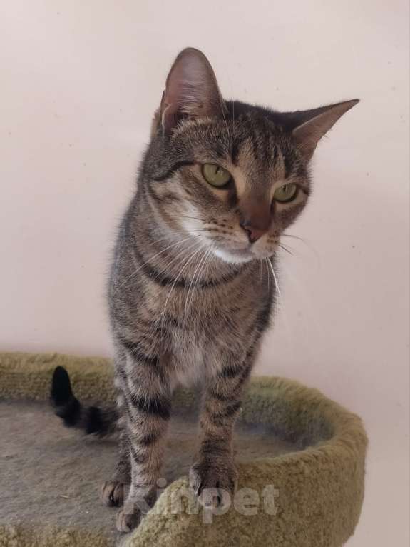 Кошки в Санкт-Петербурге: Маняша из приюта в добрые руки Девочка, Бесплатно - фото 2