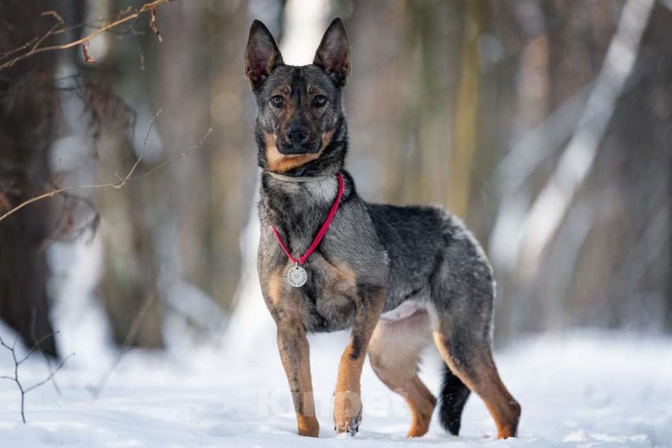 Собаки в Москве: Маленькая собака, которой кидали еду — но не давали дом Девочка, Бесплатно - фото 7