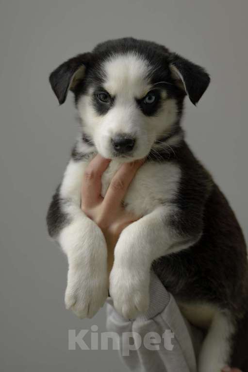 Собаки в Москве: Щенок белый с черными пятнами голубые глаза ищет дом Девочка, Бесплатно - фото 2