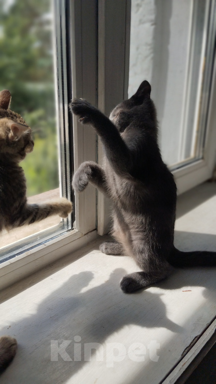 Кошки в Москве: Котёнок в добрые руки Мальчик, Бесплатно - фото 6