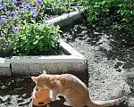 Кошки в Москве: Найден рыжий котенок Девочка, 100 руб. - фото 1