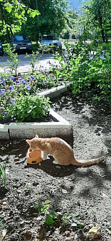 Объявление: Найден рыжий котенок, 100 руб., Москва