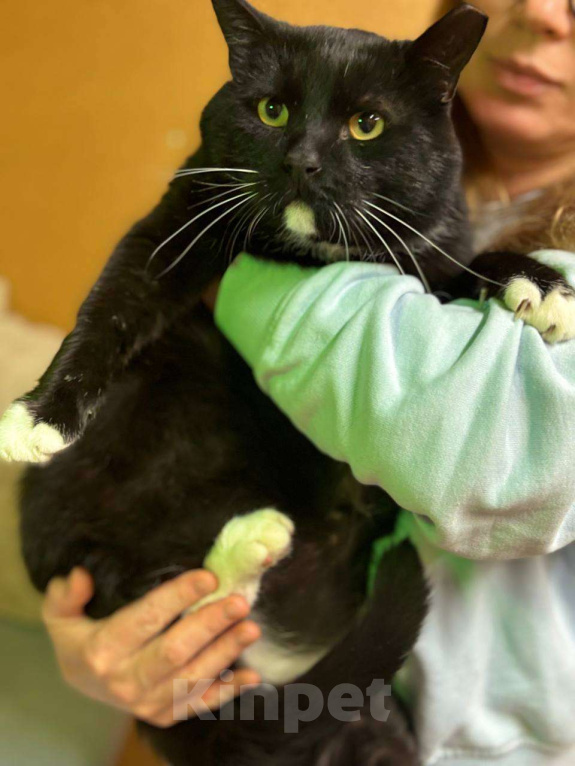 Кошки в Санкт-Петербурге: Очаровательный Дик Мальчик, Бесплатно - фото 3