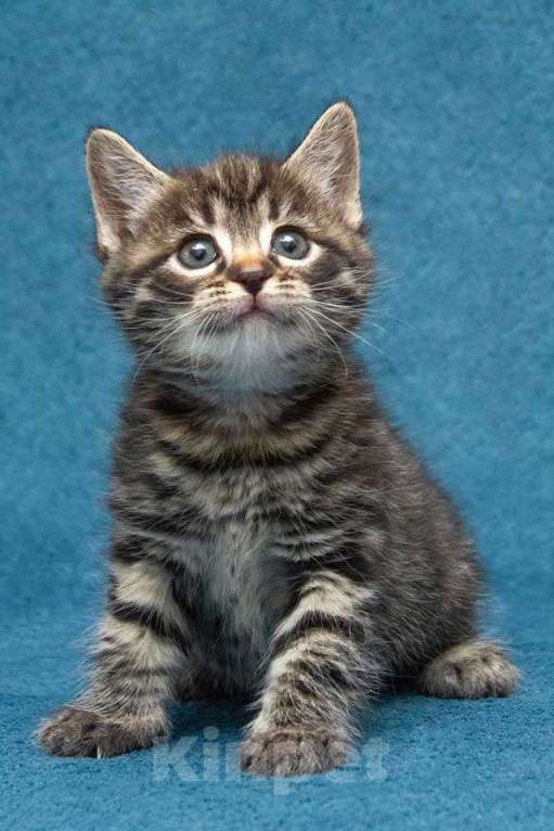 Кошки в Москве: Крохи-котята ищут дом и надёжных, заботливых хозяев Мальчик, Бесплатно - фото 3