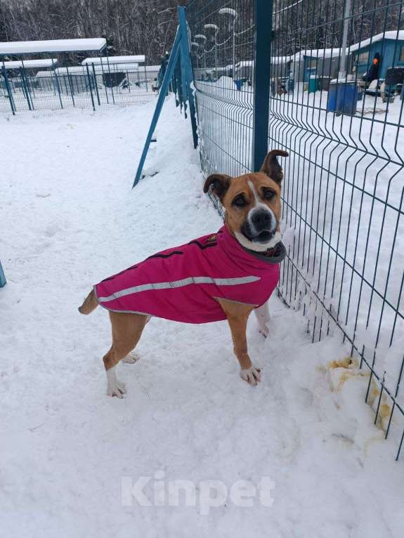 Собаки в Москве: Веселый молодой и послушный Стаффорд  Мальчик, Бесплатно - фото 3