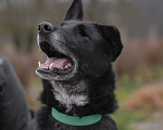 Собаки в Клине: Уникальная Шерри Девочка, Бесплатно - фото 1