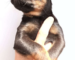 Собаки в Москве: отличный щенок Мальчик, 25 000 руб. - фото 4