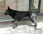 Собаки в Новошахтинске: Чёрный кобель вео (вязка) Мальчик, 5 000 руб. - фото 2