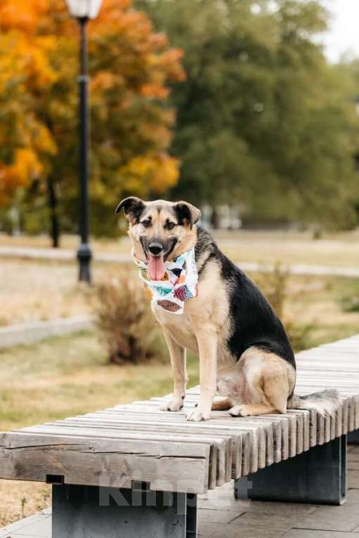 Собаки в Москве: Дэнди ждёт своего человека. Москва, МО Мальчик, Бесплатно - фото 3