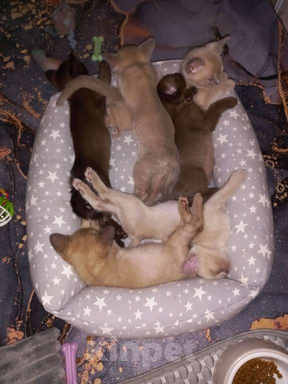 Кошки в Москве: Котенок Европейской Бурмы  Мальчик, 60 000 руб. - фото 2