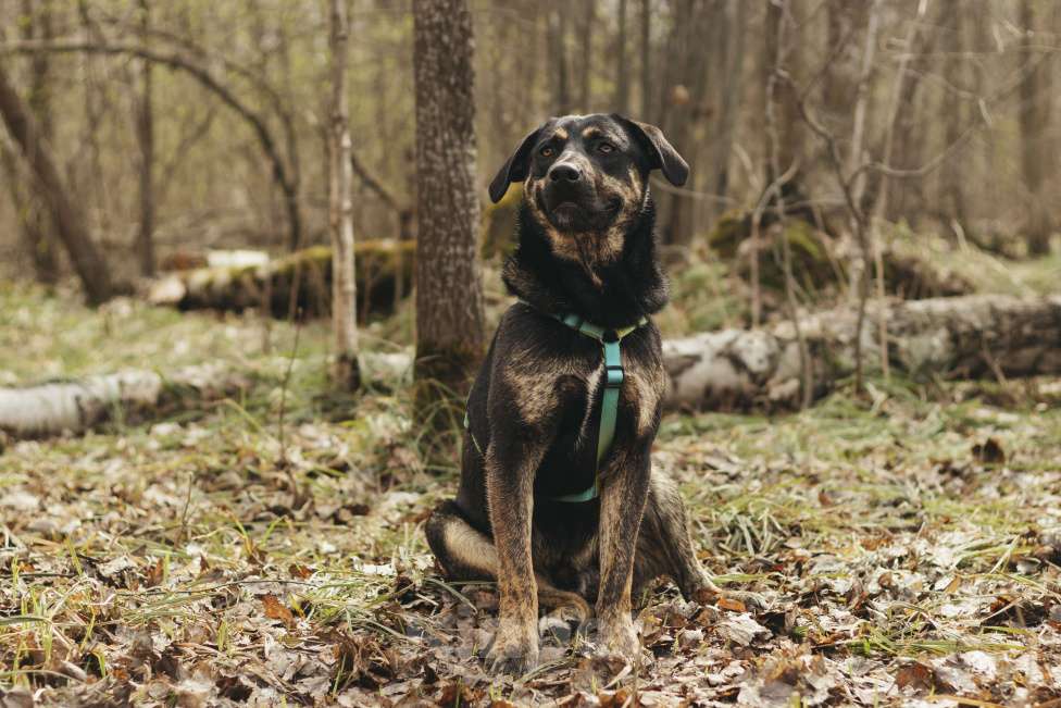 Собаки в Москве: Щенок в добрые руки Мальчик, Бесплатно - фото 2