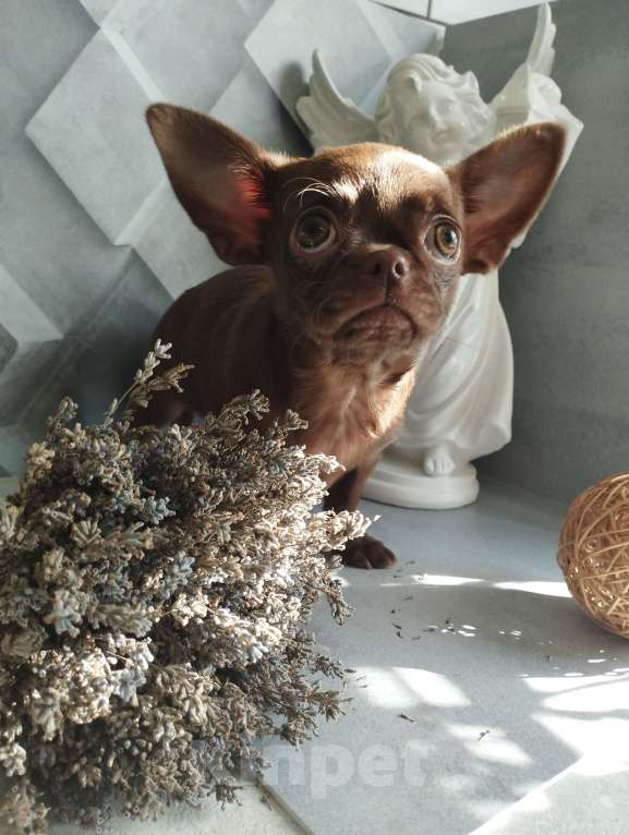 Собаки в Москве: Шоколадные щенки чихуа Девочка, 40 000 руб. - фото 2