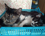 Кошки в Донецке: Котятки-ребятки ищут дом  Девочка, Бесплатно - фото 5