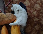 Кошки в Оренбурге: Убежал кот Мальчик, 1 руб. - фото 3