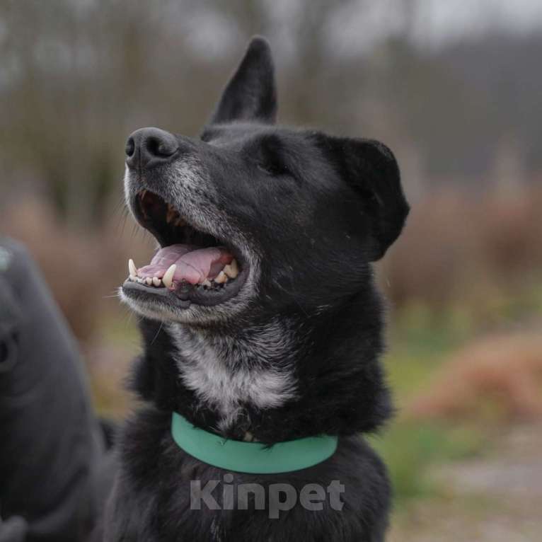 Собаки в Клине: Уникальная Шерри Девочка, Бесплатно - фото 1