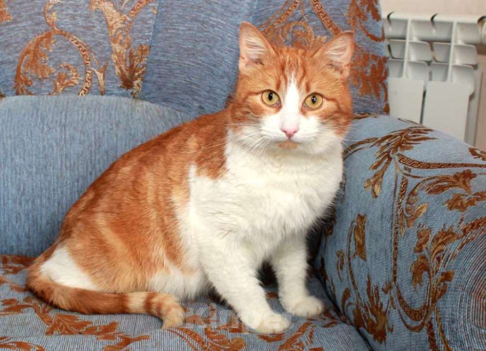 Кошки в Москве: Рыжий Рудик. Ласковый котик в добрые руки. Мальчик, Бесплатно - фото 1
