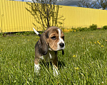 Собаки в Ступино: Элитный щенок Бигль (Годсенд VIP) Девочка, 60 000 руб. - фото 3