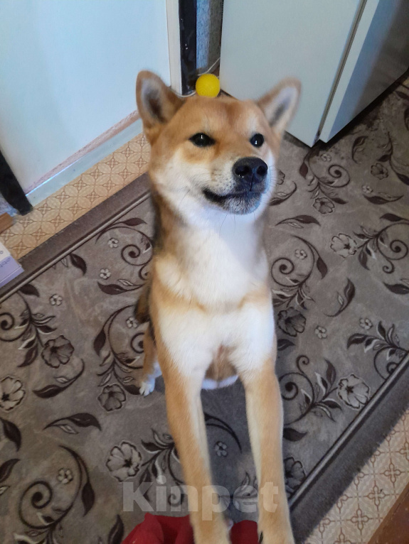 Собаки в Твери: Продаётся умный пёс породы Сиба-Ину Мальчик, Бесплатно - фото 3