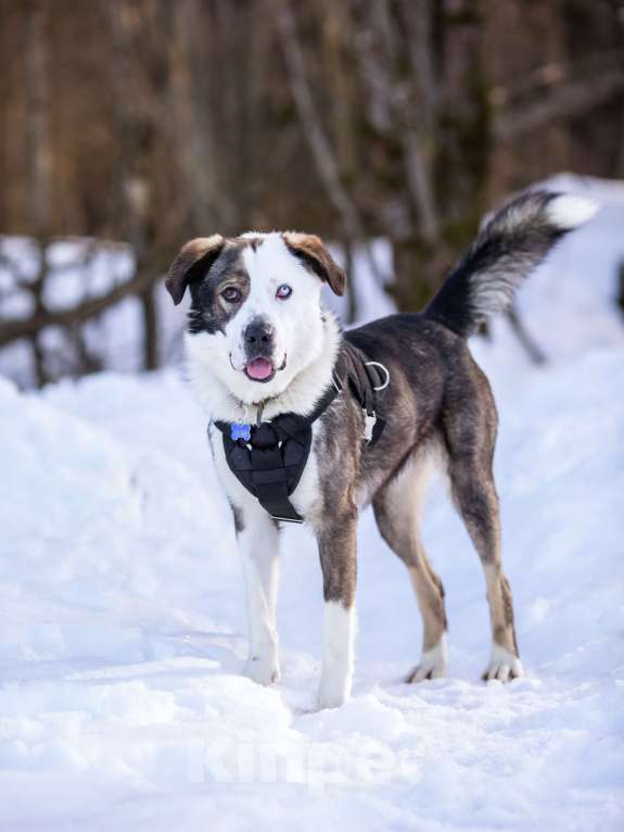 Собаки в Москве: Красавчик и добряк в поисках дома Мальчик, Бесплатно - фото 4