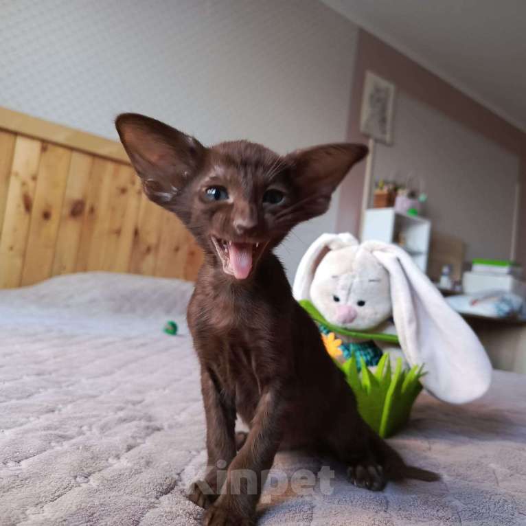 Кошки в Новороссийске: Ориентальная кошка Мальчик, 50 000 руб. - фото 5