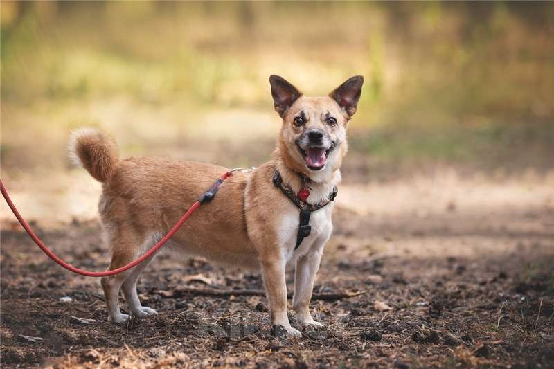Собаки в Москве: Маленькая собака Сури в добрые руки. Девочка, Бесплатно - фото 6