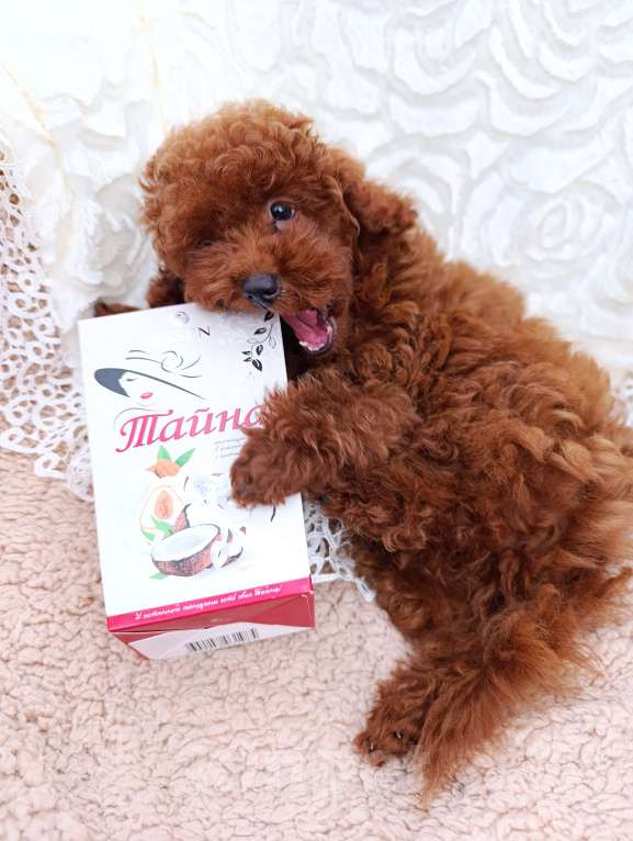 Собаки в Санкт-Петербурге: Щенок той‑пуделя тикап редбраун, СПб. 3 мес., с чипом и прививками! Мальчик, Бесплатно - фото 4