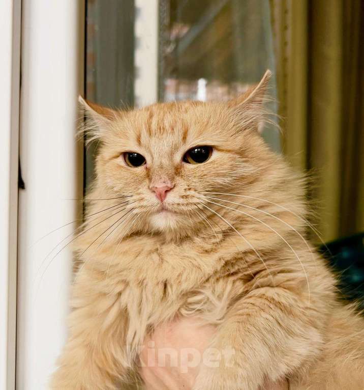 Кошки в Москве: Рыжая солнечная кошечка Мандаринка в добрые руки Девочка, Бесплатно - фото 2