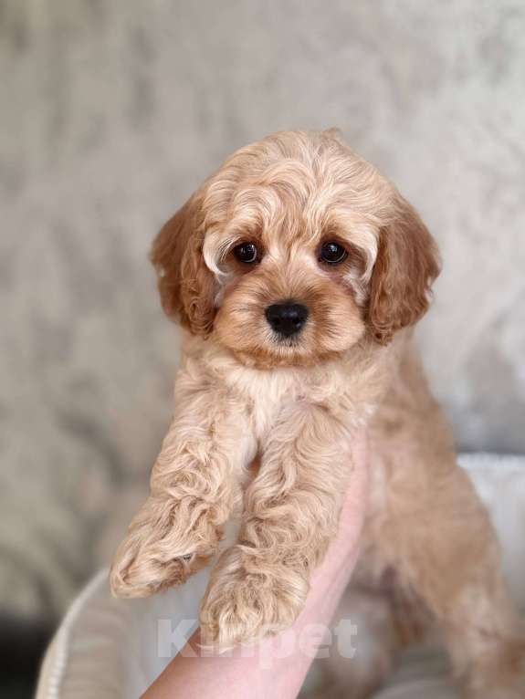 Собаки в Москве: Кавапу щенок Девочка, 120 000 руб. - фото 7