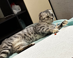 Кошки в других городах Московской области: Шотландская вислоухая кошка Симка Девочка, Бесплатно - фото 2