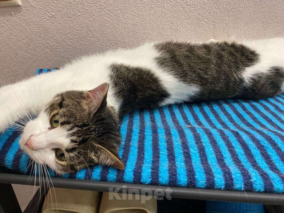 Кошки в Коломне: Емеля в поисках дома Мальчик, Бесплатно - фото 5