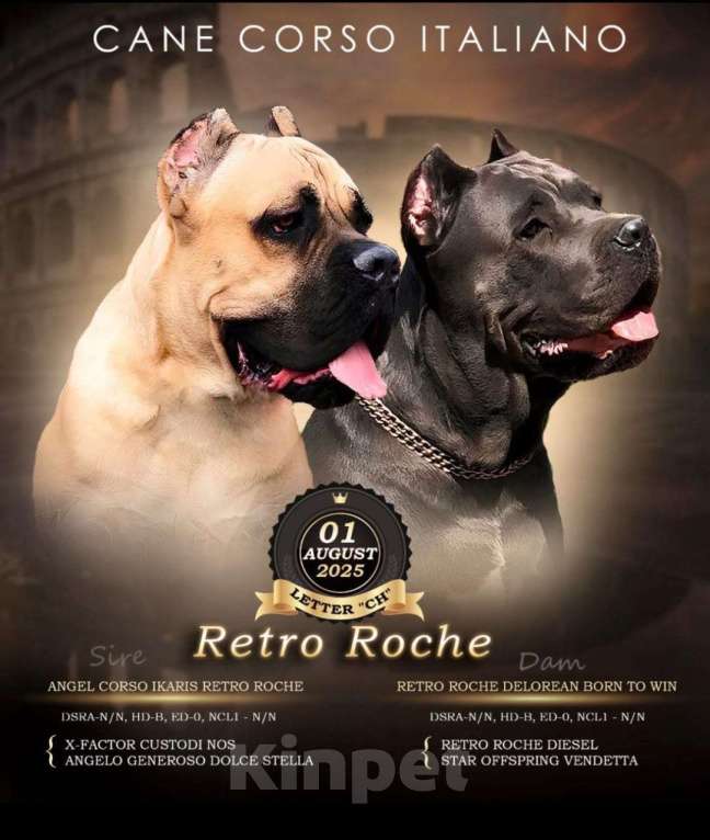 Собаки в других городах Московской области: Открыт к бронированию помет в питомнике Ретро Роше Девочка, Бесплатно - фото 3