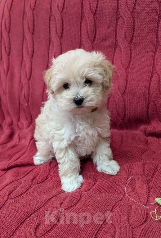 Собаки в Москве: Девочка мальтипу Девочка, Бесплатно - фото 5