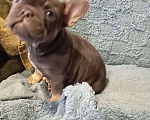 Собаки в других городах Челябинской области: Мадмуазель Артемида французский бульдог.готовп к переезду. Девочка, Бесплатно - фото 3