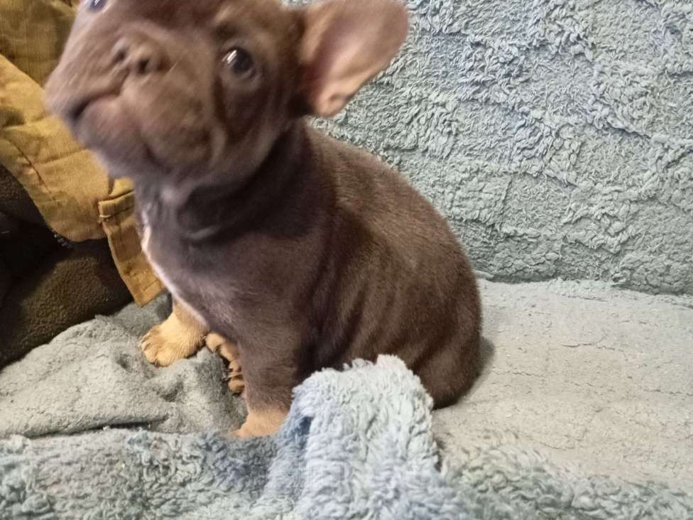 Собаки в других городах Челябинской области: Мадмуазель Артемида французский бульдог.готовп к переезду. Девочка, Бесплатно - фото 3