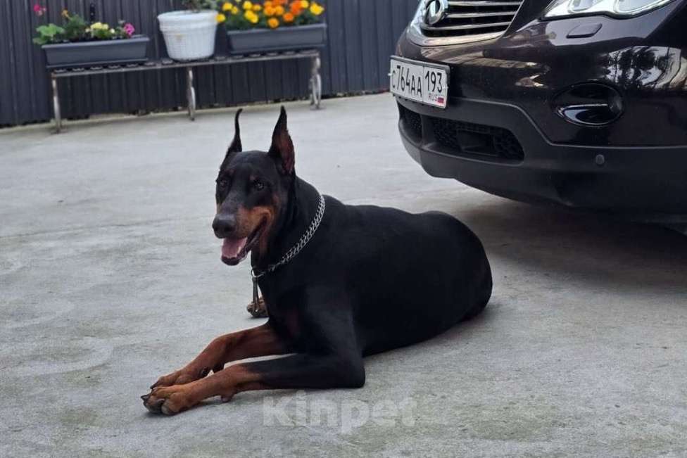 Собаки в Вологде: Купите счастье домой  Девочка, 40 000 руб. - фото 2