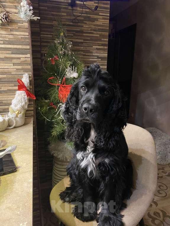 Собаки в Раменском: Вязка Мальчик, 10 руб. - фото 3