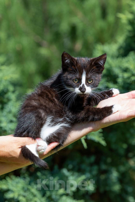 Кошки в Москве: Продаётся кошечка Девочка, 500 руб. - фото 2